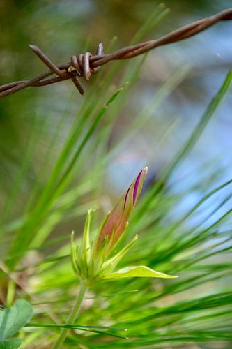 Blume versus Stacheldraht