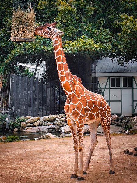 Giraffe. van Digital Art Nederland