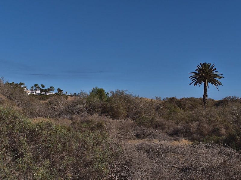 Végétation dans les dunes de Maspalomas, Grande Canarie par Timon Schneider