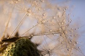 Vom Flaum getragene Tropfen im Licht, (champagner und blau) von Marjolijn van den Berg