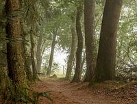 chemin forestier étroit dans la brume matinale.
