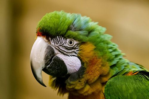 Gros plan sur l'ara : une explosion de couleurs dans la nature.