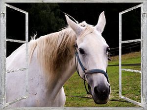 Fensterblick - weisses Pferd