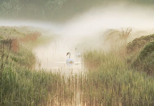 Zwanen in een sloot op een mistige morgen