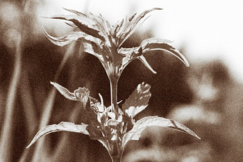 Botanic art: nostalgic sepia