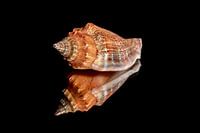 Schelpen op zwarte spiegel