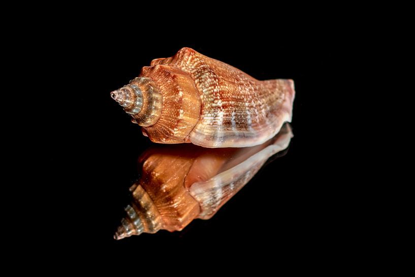 Schelpen op zwarte spiegel by Liberty Biesma