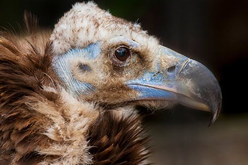 Portret van een monniksgier.