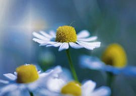 Kamille von Arjanne Gols