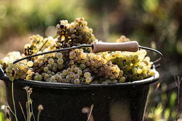 Bucket with hand picked grapes by Stan van den Beld