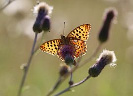 Small mother-of-pearl butterfly