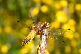 Sun wings – a macro photograph of a dragonfly by QEIMOY