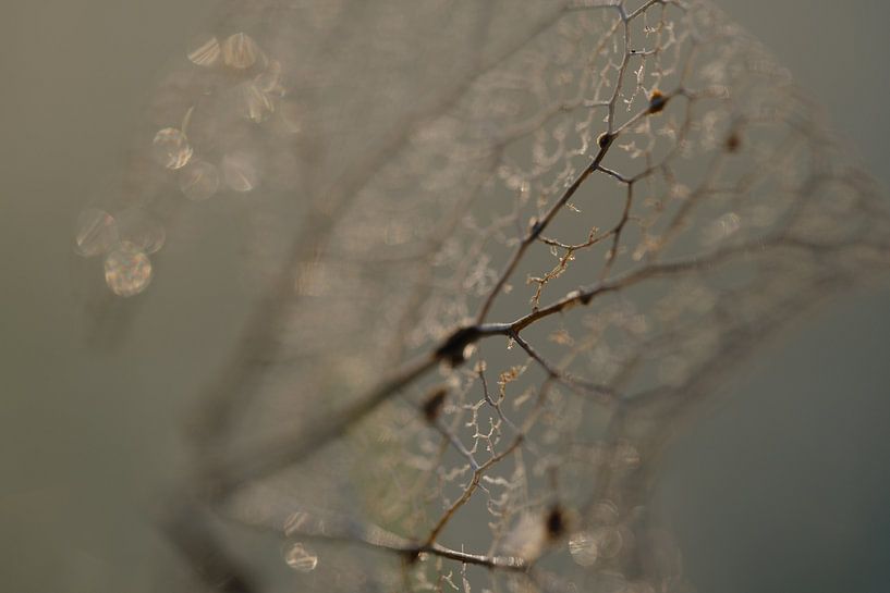 Fluistering in glas van Nadia Feys