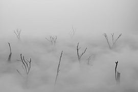 Dode bomen rijzen op boven de sluier van mist van Besa Art