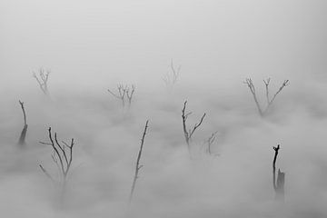 Dode bomen rijzen op boven de sluier van mist van Besa Art