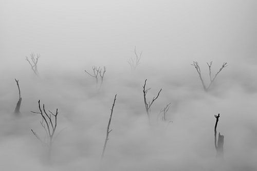 Les arbres morts se dressent au-dessus du brouillard