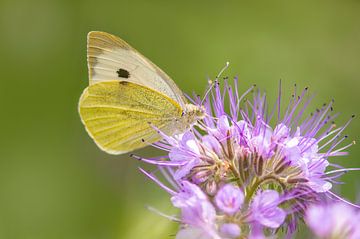 large cabbage white butterfly on bee friend plant by Mario Plechaty Photography