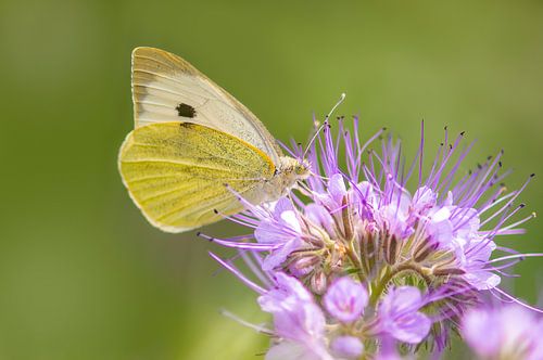grote koolwitje vlinder op bijenvriend plant