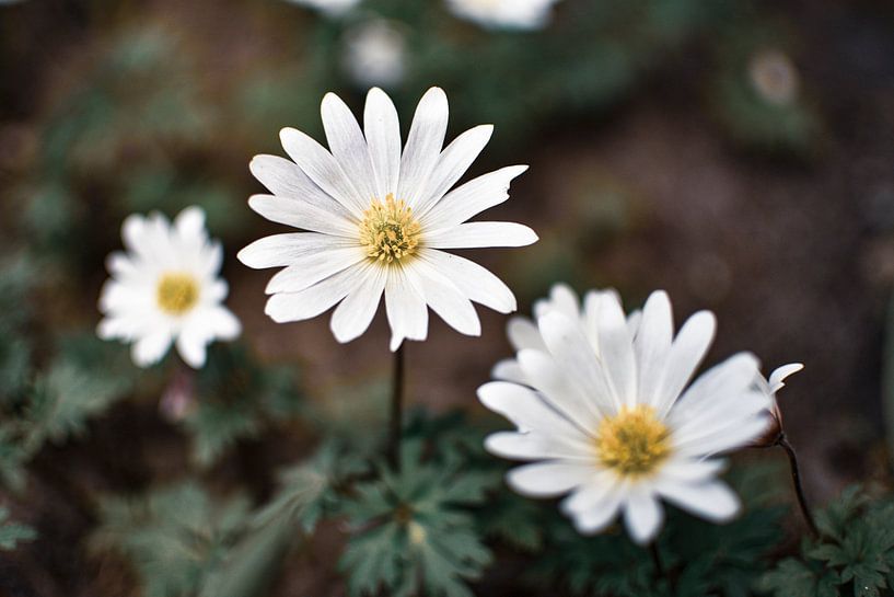 blühende weiße Blumen von Nadine Rall
