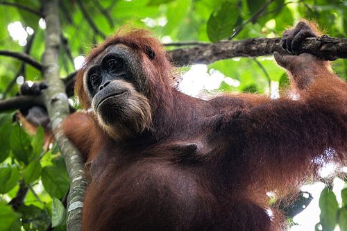 Orangutan in the jungle of Sumatra, Indonesia