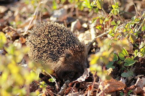 Igel auf der Suche nach Futter'.