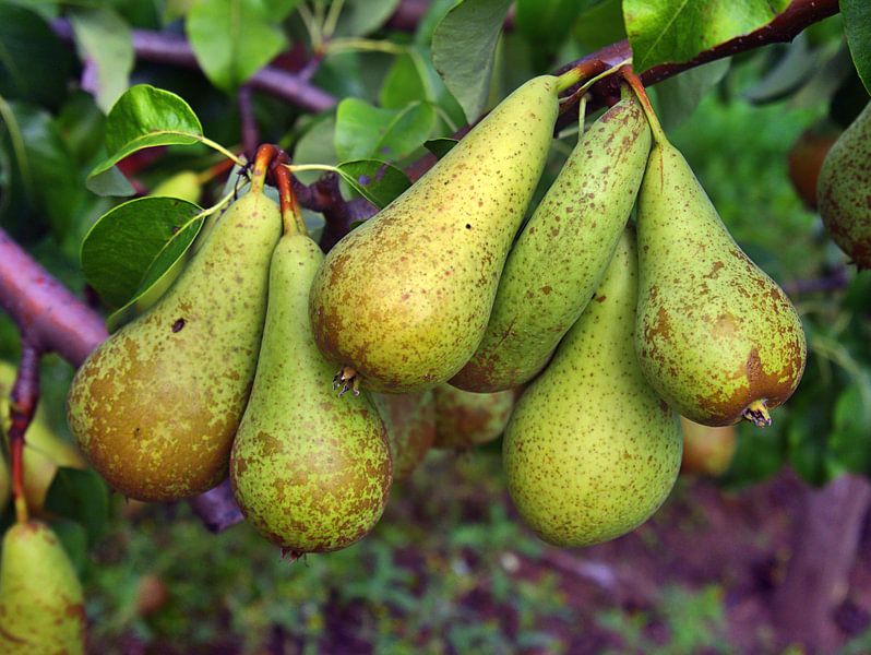 Perenboom van Edgar Schermaul