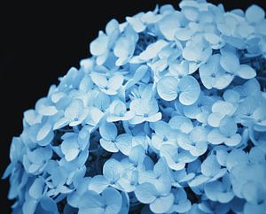Hortensie