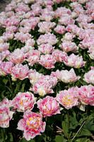 Flowerfield one