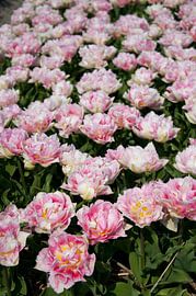 Flowerfield one von Arthur Wijnen