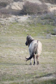 Konikpaard in Kennemerduinen van CreaBrig Fotografie