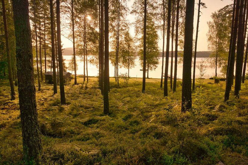 Sunlight floods the forest by the lake with huts, peaceful natural idyll by Martin Köbsch