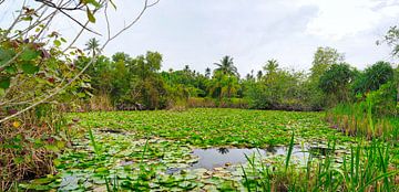 panorama of a tropical pond