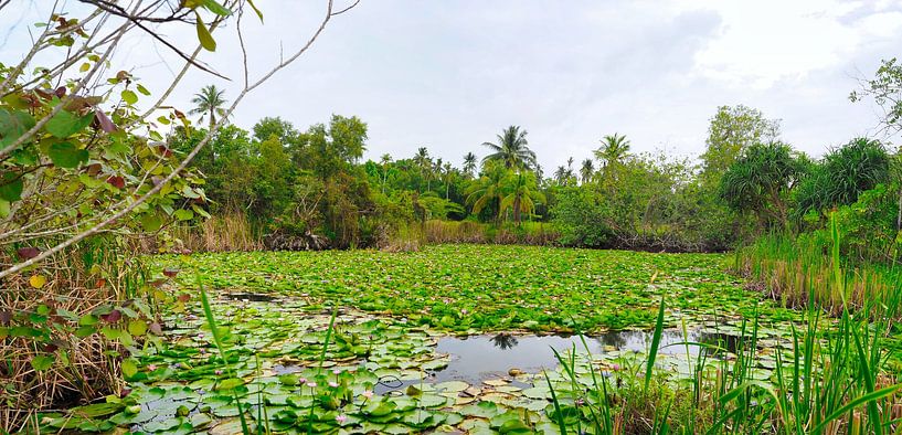 panorama of a tropical pond by Atelier Liesjes