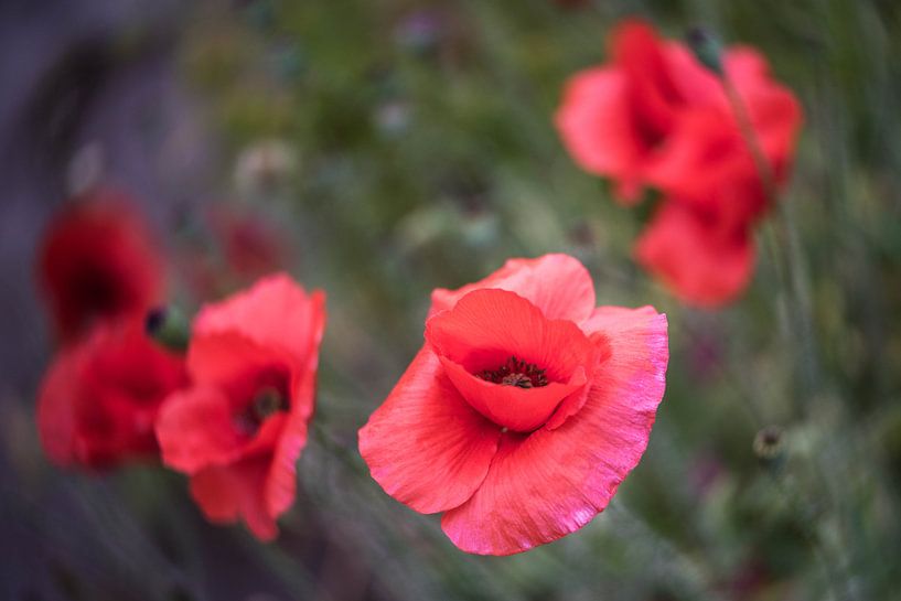 klaprozen met speciale lens van ProPhoto Pictures