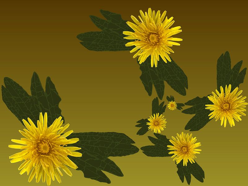 169. Pissenlits de Fibonacci par Domstad Rudie