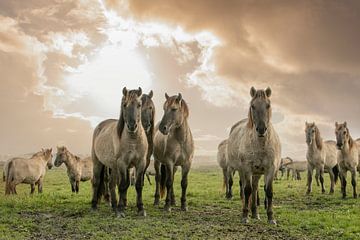 chevaux konik sur anne droogsma