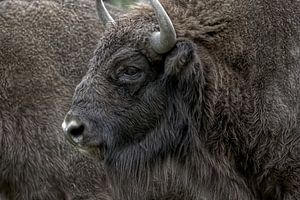Portret van de Wisent