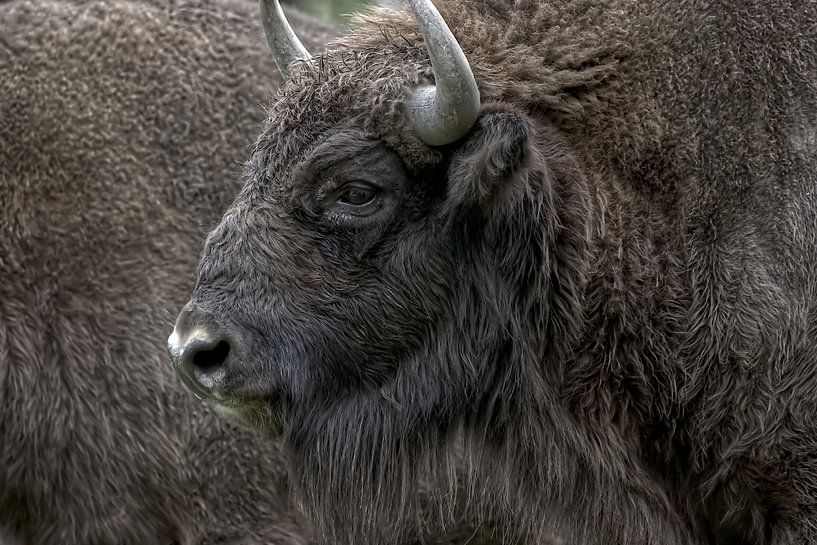 Portrait du bison d'Europe par Robert Jan Smit