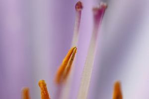 Macro opname meeldraden bloem