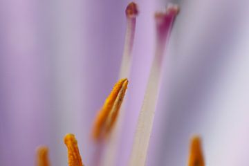 Makro-Aufnahme Staubblätter Blume von Geert Naessens