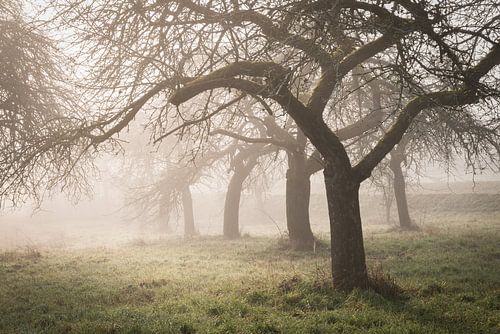 Knoestige figuren in het ochtendlicht