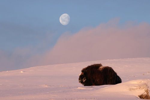 muskusos in het eerste licht van de ochtend en de maan in het nationaal park Dovrefjell-Sunndalsfjel