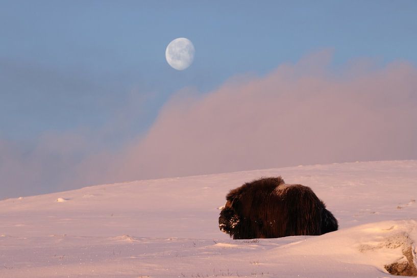 musk ox in the first light of morning and moon  in Dovrefjell-Sunndalsfjella National Park Norway von Frank Fichtmüller