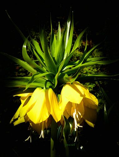 bloemsierkunst
