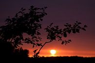 Zonsondergang in de polder van Dennis Claessens thumbnail