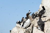 Trottellummen grüßen von Nature Laurie Fotografie Miniaturansicht