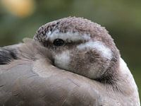 closeup duck