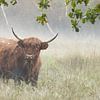 Schotse Hooglander in de mist van Art Wittingen