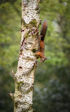 rode eekhoorn van Andy van der Steen - Fotografie