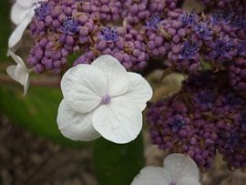 Kijk mij eens mooi zijn by Erna Fotografie